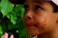 Blackberries